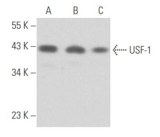 western blotting image from recommended USF-1 (G-2) monoclonal antibody replacement. Image 356677