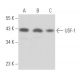 western blotting image from recommended USF-1 (G-2) monoclonal antibody replacement. Image 356677