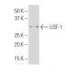 USF-1 Antibody (J-39) - Western Blotting - Image 34558
