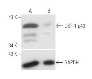 USF-1 siRNA (h): sc-36783. Western blot analysis of USF-1 expression in non-transfected control (A) and USF-1 siRNA transf 