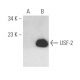 USF-2 Antibody (E-3) - Western Blotting - Image 393522
