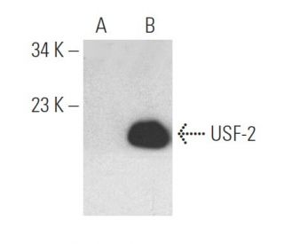 western blotting image from recommended USF-2 (E-3) monoclonal antibody replacement. Image 393522