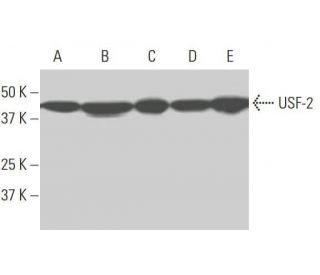 USF-2 Antibody (5E9) - Western Blotting - Image 352151 