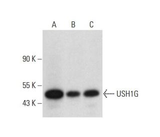 USH1G Antibody (D-10) - Western Blotting - Image 320452 