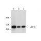 USH1G Antibody (D-10) - Western Blotting - Image 320452 