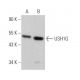 USH1G Antibody (D-10) - Western Blotting - Image 371988 