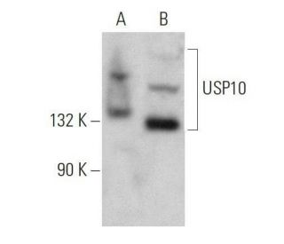 USP10 Antibody (C-7): sc-365828