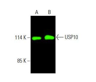 USP10 Antibody (C-7) - Western Blotting - Image 396045 