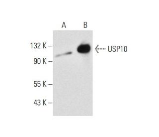 USP10 Antibody (C-7) - Western Blotting - Image 145043The Double Nickase Plasmid features a U6 promoter for sgRNA expression, a 20 nt targeting sequence, and a gRNA scaffold to guide Cas9n. It includes a CBh promoter for Cas9n (D10A) and puromycin resistance, GFP for transfection verification, and nuclear localization signals (NLS). The 2A peptide allows co-expression of Cas9n and Puro from a single promoter, enabling precise genome editing with reduced off-target effects. 