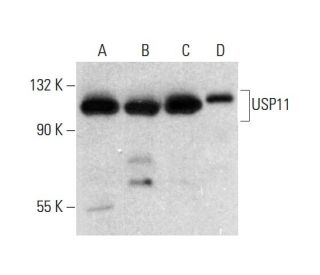 USP11 Antibody (C-6) - Western Blotting - Image 318216 