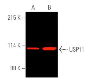 USP11 Antibody (C-6) - Western Blotting - Image 391296 