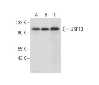 USP13 Antibody (E-11) - Western Blotting - Image 319271 
