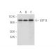 USP13 Antibody (E-11) - Western Blotting - Image 319271 