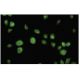 USP14 Antibody (6E6) - Immunofluorescence - Image 35619 