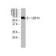 USP14 Antibody (6E6) - Western Blotting - Image 34001 