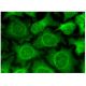 USP14 Antibody (A-1) - Immunofluorescence - Image 298909 