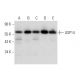 USP14 Antibody (A-1) - Western Blotting - Image 299052 