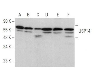 USP14 Antibody (C-5) - Western Blotting - Image 377427 