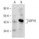 USP18 Antibody (E-5) - Western Blotting - Image 147921
