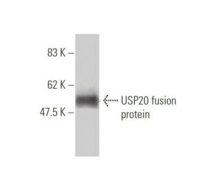 USP20 Antibody (1A6) - Western Blotting - Image 349512