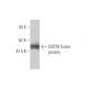 USP20 Antibody (1A6) - Western Blotting - Image 349512