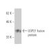 USP21 Antibody (3D10) - Western Blotting - Image 349561