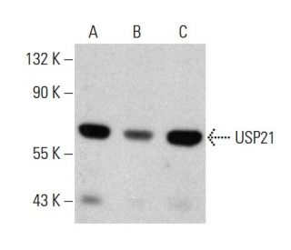 USP21 Antibody (B-9) - Western Blotting - Image 376838 