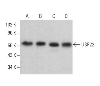 USP22 Antibody (C-3) - Western Blotting - Image 382183 