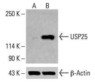 USP25 Antibody (C-5) - Western Blotting - Image 415442 
