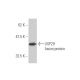 USP29 Antibody (1A8) - Western Blotting - Image 350252