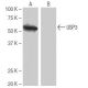 USP3 Antibody (8L8) - Western Blotting - Image 65090 
