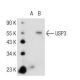 USP3 Antibody (8L8) - Western Blotting - Image 110053