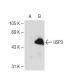 USP3 Antibody (8L8) - Western Blotting - Image 110057 