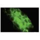USP31 Antibody (4F2) - Immunofluorescence - Image 35623 