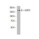 USP31 Antibody (4F2) - Western Blotting - Image 34005