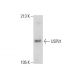 USP31 Antibody (4F2) - Western Blotting - Image 304260 