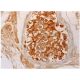 USP32 Antibody (F-3) - Immunohistochemistry - Image 286322