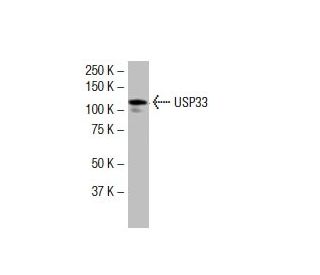 USP33 Antibody (1D7) - Western Blotting - Image 34003 
