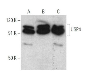 USP4 Antibody (G-1) - Western Blotting - Image 372282