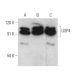 USP4 Antibody (G-1) - Western Blotting - Image 372282