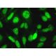 USP40 Antibody (G-8) - Immunofluorescence - Image 380297