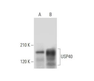 USP40 Antibody (G-8) - Western Blotting - Image 318363 