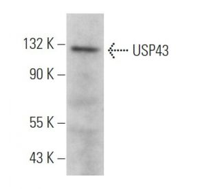 USP43 Antibody (C-8) - Western Blotting - Image 371940 