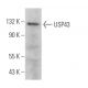 USP43 Antibody (C-8) - Western Blotting - Image 371940 