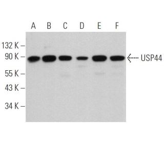 USP44 Antibody (G-2) - Western Blotting - Image 360731 