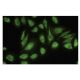 USP47 Antibody (4E7) - Immunofluorescence - Image 35622 