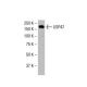 USP47 Antibody (4E7) - Western Blotting - Image 34004