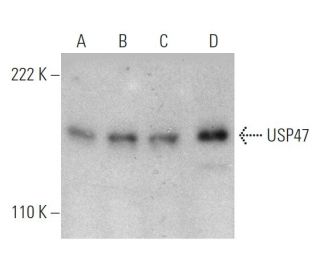 USP47 Antibody (4E7) - Western Blotting - Image 368263 