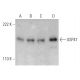 USP47 Antibody (4E7) - Western Blotting - Image 368263 
