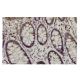 USP48 Antibody (5C2) - Immunohistochemistry - Image 36100